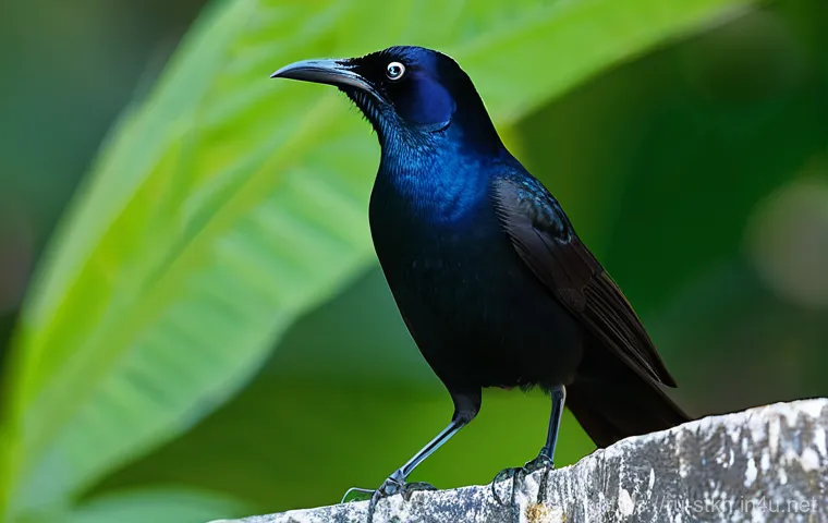 세인트키츠 네비스 조류 관찰 명소 - **"Brimstone Hill Fortress Birdwatching"**: A majestic Carib Grackle, with its glossy black plumage,...